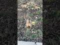 アメリカのリスに喜んでるの日本人だけ?! #アメリカ生活 #野生動物 #リス #海外あるある