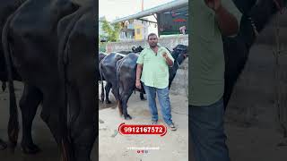 ఆంధ్ర లో ముర్రా గేదెల ధరలు #cow #murraha #dairyfarm #farming #baffalo #farm #bull #dairyfarming