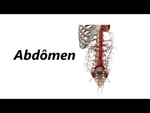 Anatomia das Artérias