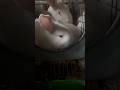 my rabbits