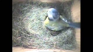Bluetits - more chicks hatched on second day: 3 May 2012