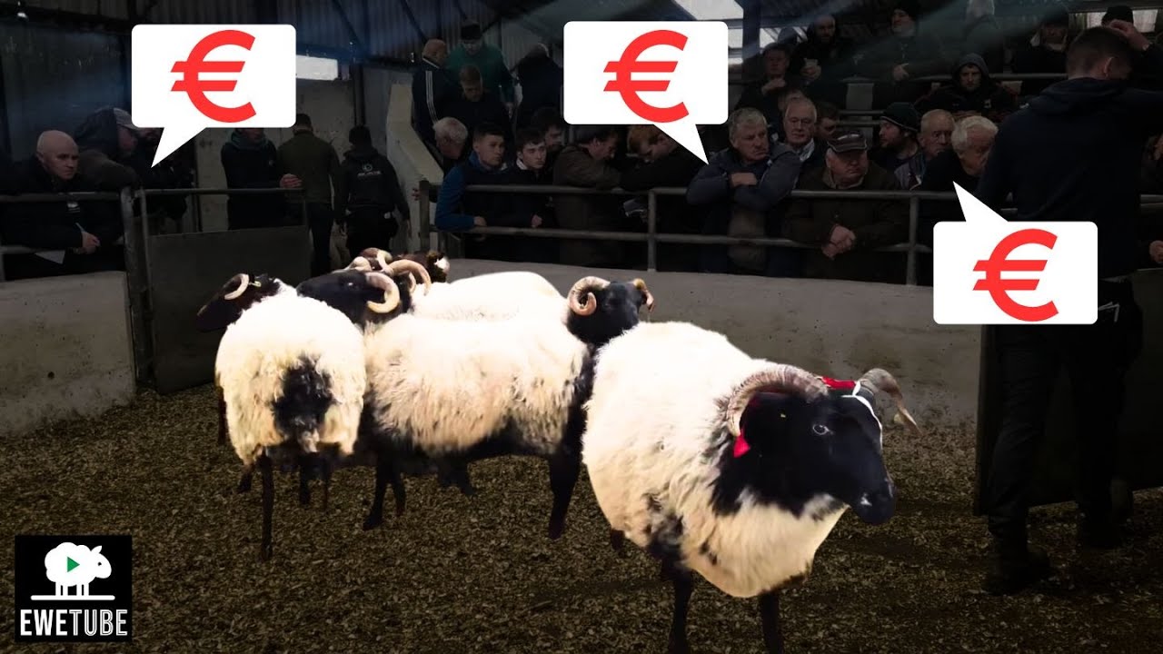 THE MOST EXPENSIVE HORNED SHEEP I'VE EVER SEEN!