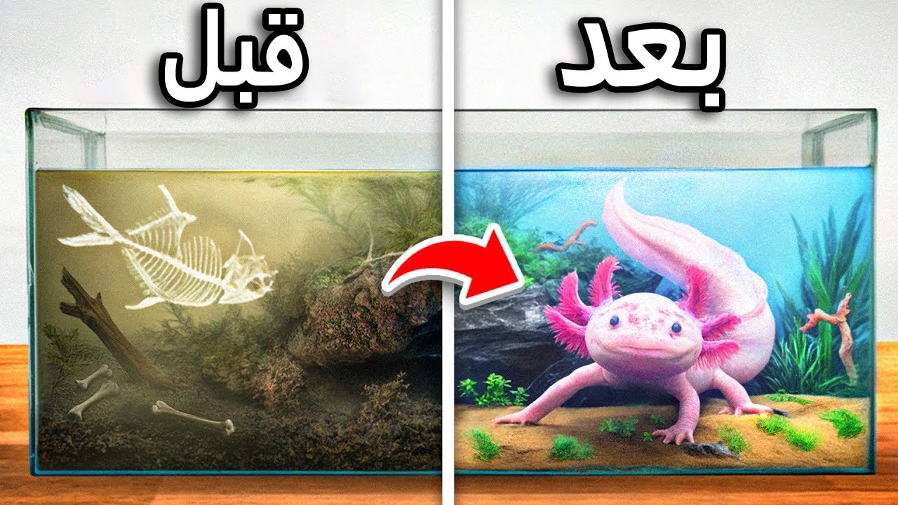 لقد قمت بتحويل منزل أكسولوتل المهجور