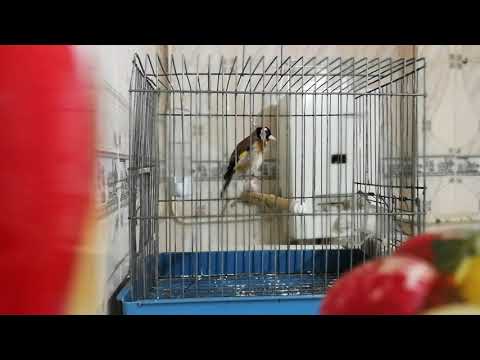 مقنين 9 سنوات الله يبارك ما شاء الله