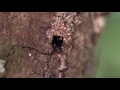 Golden-tailed spiny ants 1