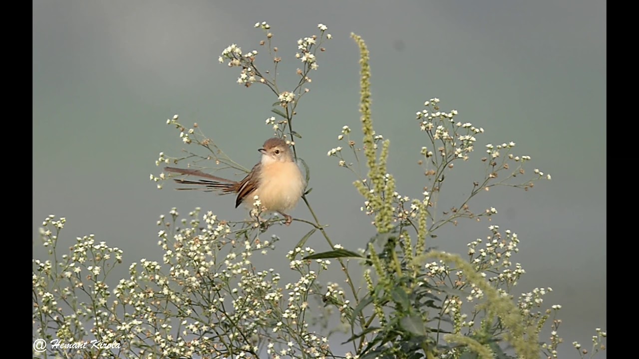 Plain Prinia  # Birds