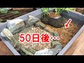 ５Lの極小ビオトープに８匹のメダカを入れると…