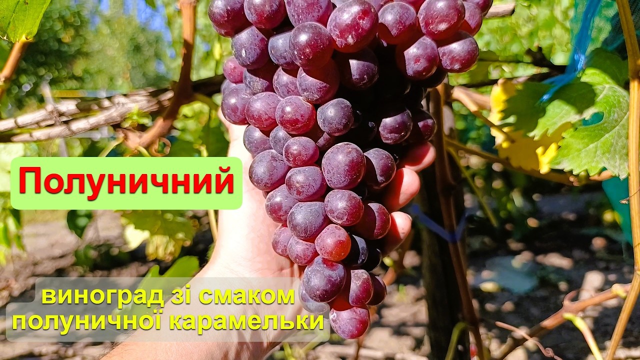 Виноград Полуничний (Клубнічний) - смак полуничної карамельки