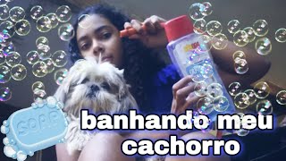 Banhando Meu Cachorro