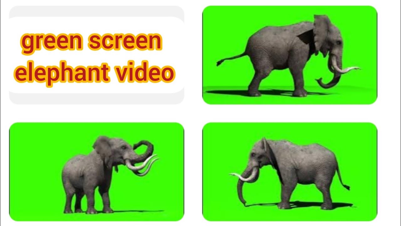 green screen elephant video - YouTube