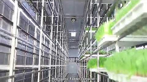 1500kg of Fresh Fodder Daily? Inside Lyine