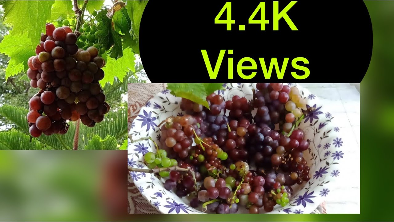 Grapevine at home Growing Grapes on Terrace Terrace Grapes Harvest