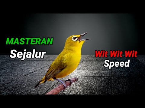 Masteran Pleci Bikin Nembak Sadis!!!Materi Terbaru paling di Cari!!!