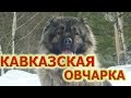 Кавказская овчарка - надежный охранник и верный друг