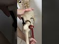 骨盤の後傾の筋肉