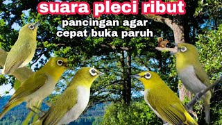 suara pleci ribut || pancingan pleci agar cepat buka paruh || ampuh untuk pikat pleci liar