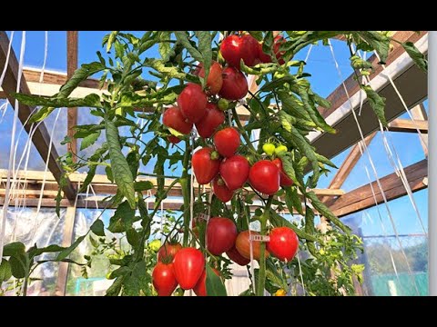урожайный стабильный сорт Сахарная Настасья #shorts
