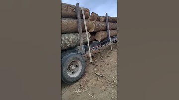 Poplar and Walnut logs getting ready to be unloaded #hardwood