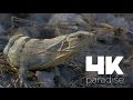 4k Paradise: Cancun