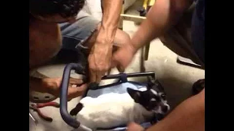 EG Daily Celebration of Sharky's  the dogs life