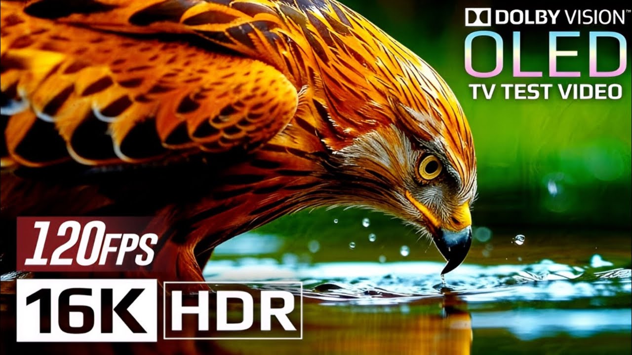 🔥 Ultra Clarity 16K HDR 120fps Dolby Vision - Mind-Blowing Video Quality! 😲