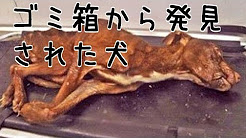 泣ける話 動物ペット 犬 猫 編 泣ける感動部屋 Youtube