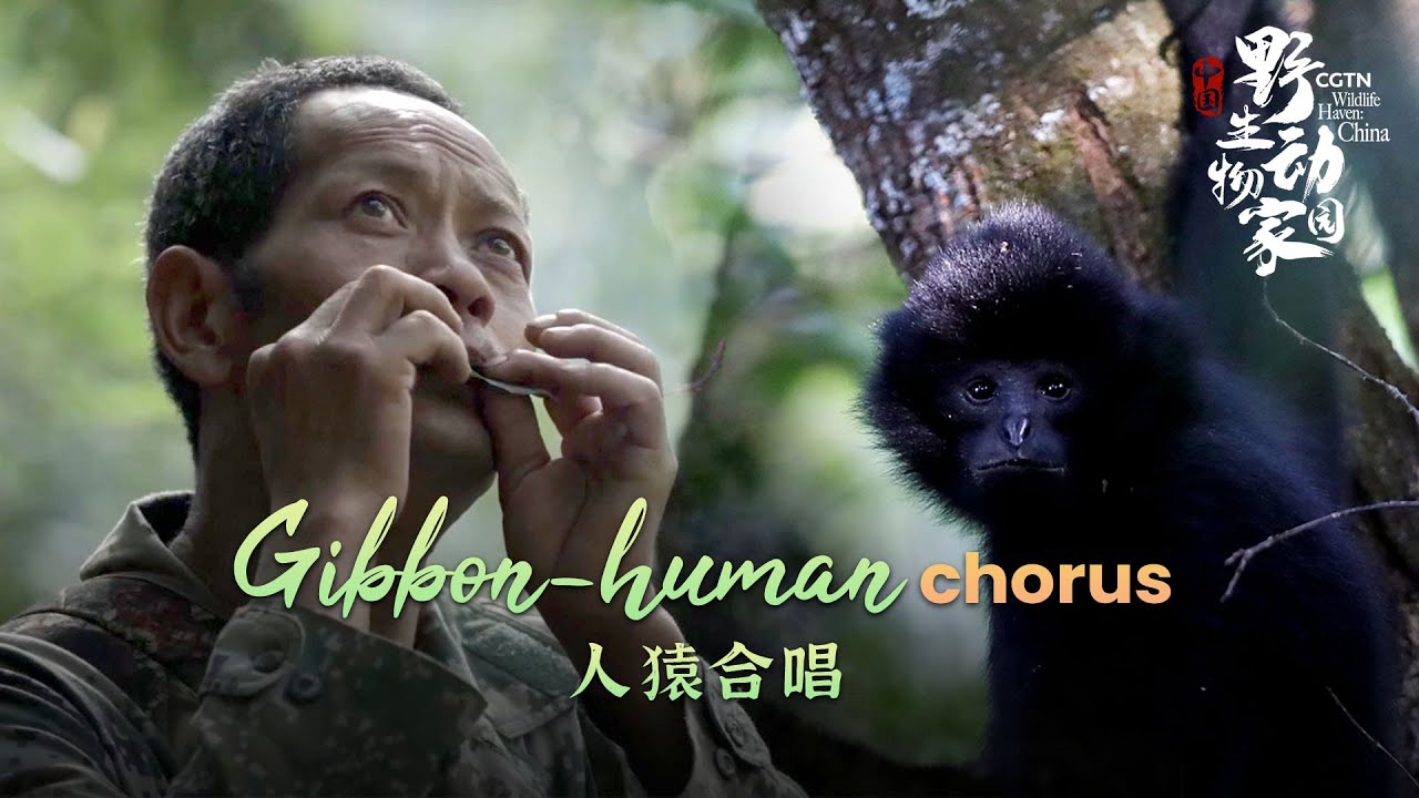 CGTN's 8K documentary clip 8 Gibbonhuman chorus YouTube