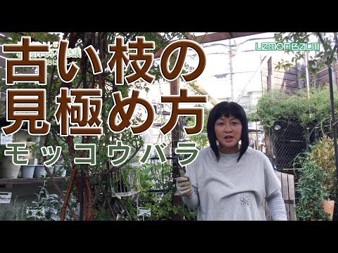 第34回 古い枝の見極め方 モッコウバラ Youtube