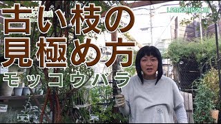 第34回 古い枝の見極め方 モッコウバラ Youtube