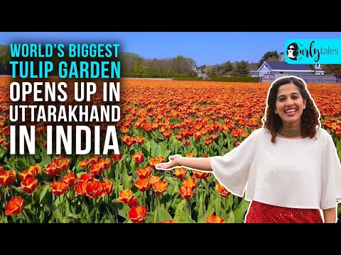 World’s Biggest Tulip Garden Opens Up In Uttarakhand In India