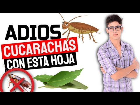 ? How to Eliminate COCKROACHES With NATURAL Remedies ? How to Eliminate Cockroaches from the H