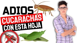 ​​​Como Eliminar Las CUCARACHAS Con Remedios NATURALES  Como Eliminar Cucarachas En CASA