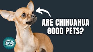 12 Things Only Chihuahua Dog Owners Understand