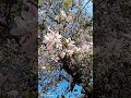 #song #bollywood #lovesong #nature #flowers#trending# #short video # 🎶🎵घूंघट कीआड से.. 👍💞😊.