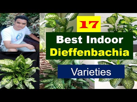 Video: Mga Kahirapan Sa Lumalaking Dieffenbachia