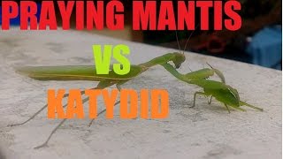Praying Mantis VS Katydid !