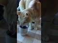ネコにブドウは厳禁です。ブドウジュース好きな茶トラ猫,ふうちゃん#shorts