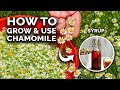 How to grow perfect chamomile from seed and use in the kitchen