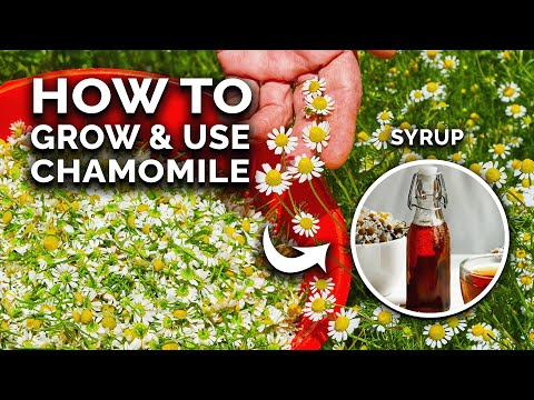 How to Grow Perfect Chamomile From Seed (And Use In The Kitchen)