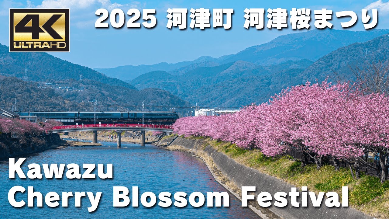 2025 Kawazu Cherry Blossom Festival / Japan / Sakura