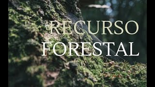 RECURSO FORESTAL