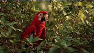 Parrot's Paradise (Free Documentary | HD)
