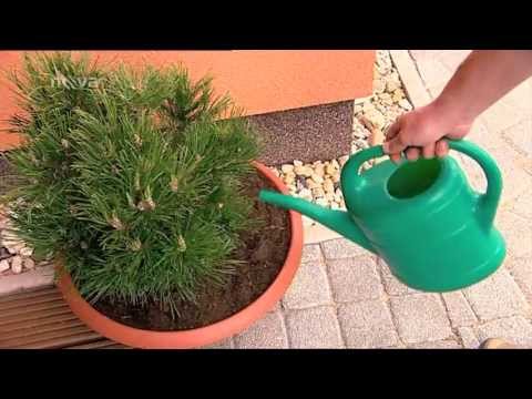 Video: Pestovanie ihličnanov v zóne 9: Výber ihličnatých stromov pre záhrady zóny 9
