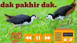 dak pakhir dak.suara ruak ruak . waterhen sound #