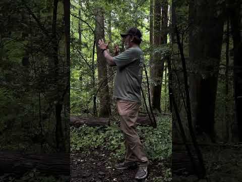 Great Smoky Mountains - Synchronous Fireflies