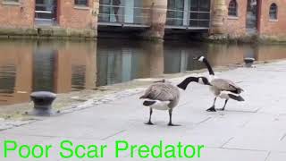 Poor Scar Predator