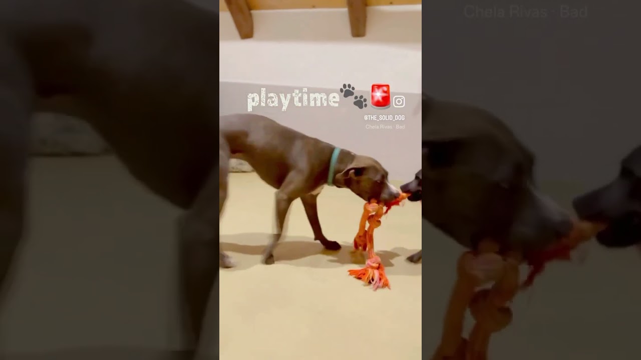 playtime pitmix vs. blue lacy