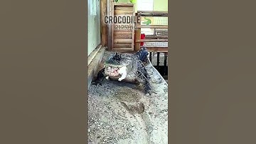 strongest bite force animals 🦍🐆🦛🐊 #foryou #ytshort #youtubeshorts #shortvideo #animals  #force