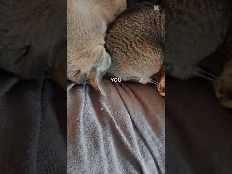 The Fluffballs Are Freezing It S Like 5 Degrees Catsvideo Cute 