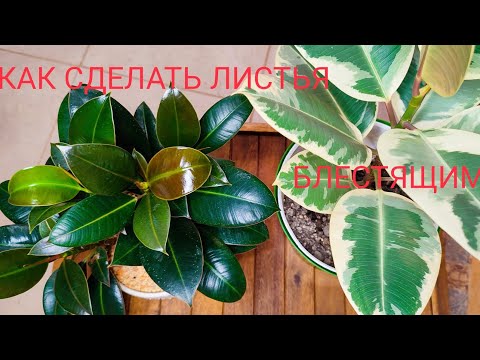 Блеск листьев без силиконов! Чем я натираю свои фикусы.